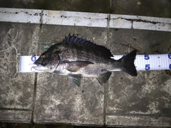 クロダイの釣果