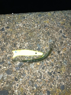 サヨリの釣果