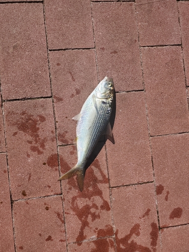 コノシロの釣果