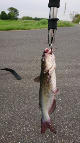 アメリカナマズの釣果