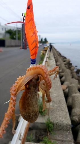 タコの釣果