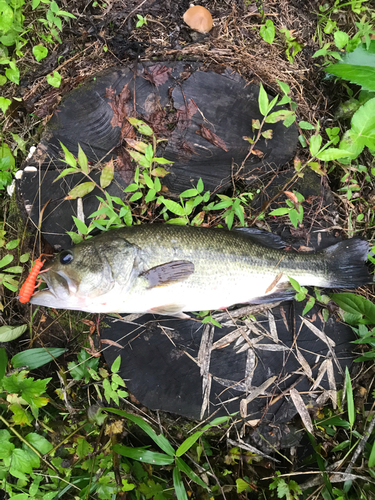 ブラックバスの釣果