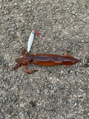 ヤリイカの釣果