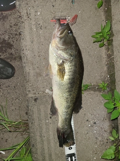 ブラックバスの釣果