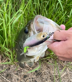 ブラックバスの釣果