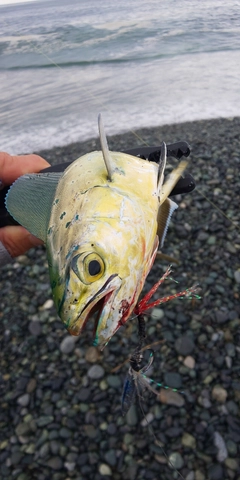 シイラの釣果