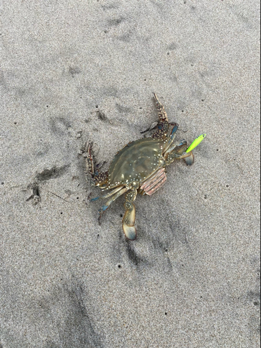 カニの釣果