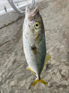 ワカシの釣果