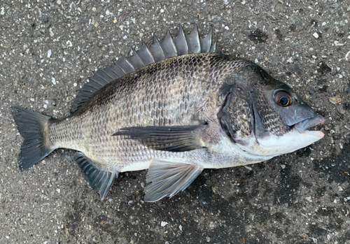 チヌの釣果