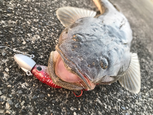 マゴチの釣果