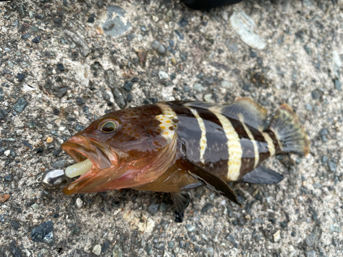 アオハタの釣果