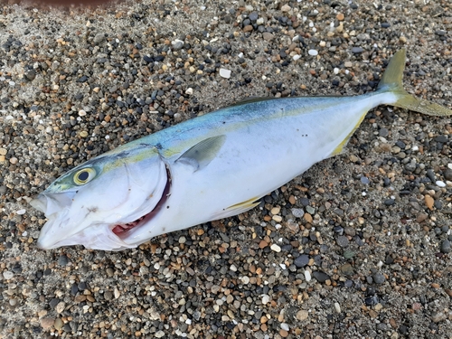 ワカシの釣果