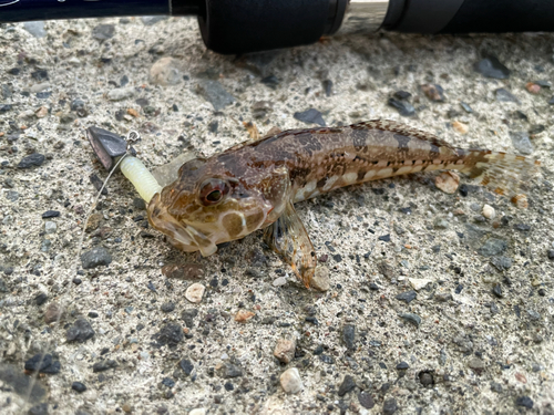 ハゼの釣果