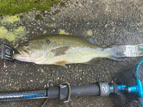 ラージマウスバスの釣果