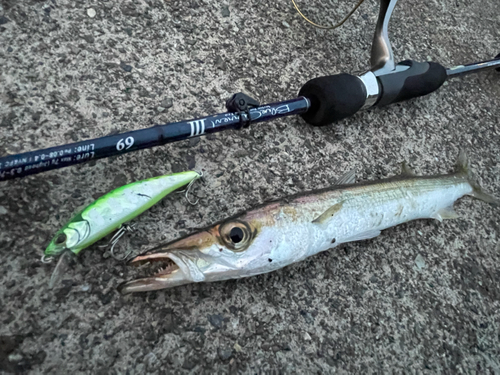 カマスの釣果