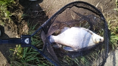 ダントウボウの釣果