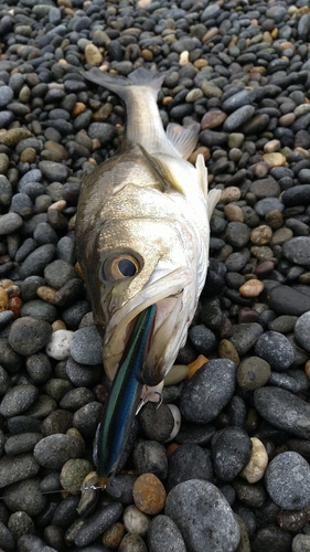 セイゴ（マルスズキ）の釣果