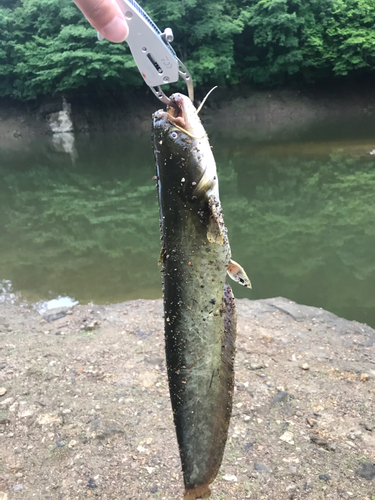 ナマズの釣果