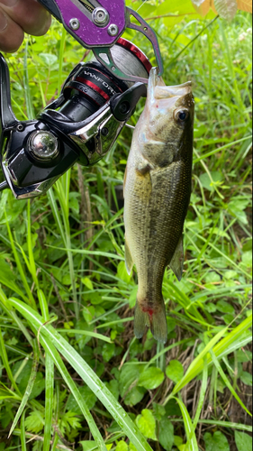 ブラックバスの釣果