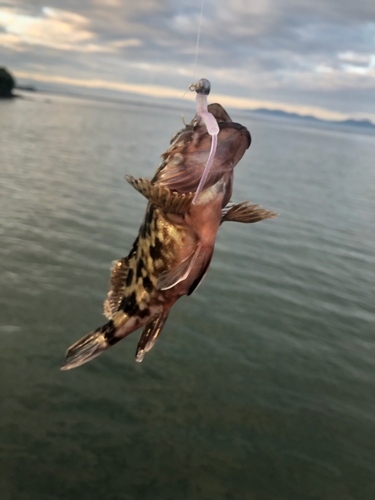 ガシラの釣果