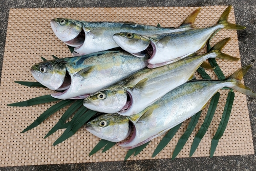 ワカシの釣果