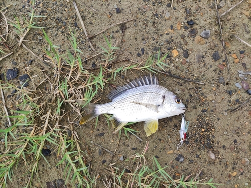 キビレの釣果