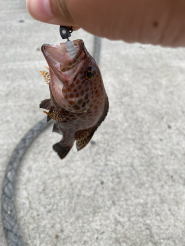 オオモンハタの釣果