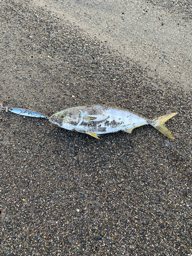 ワカシの釣果