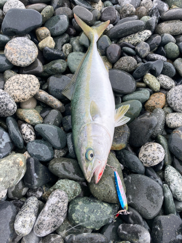 ワカシの釣果