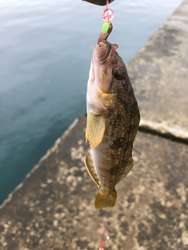 アイナメの釣果