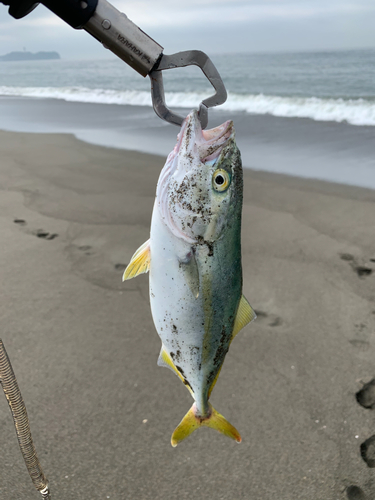 ワカシの釣果