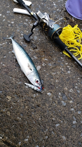 ゴマサバの釣果