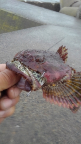 カジカの釣果