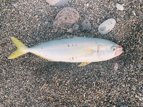 ワカシの釣果