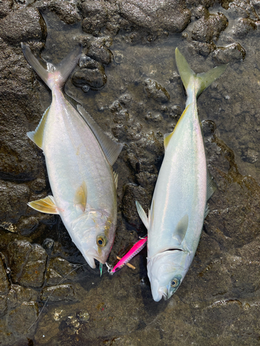 ワカシの釣果