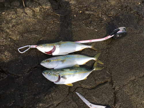 ワカシの釣果