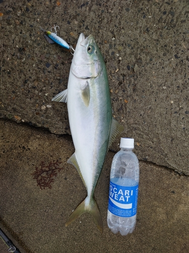 イナダの釣果