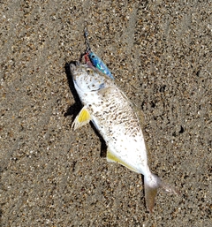 ショゴの釣果