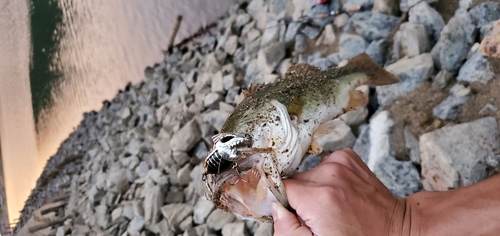 ブラックバスの釣果