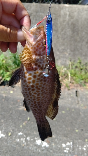 オオモンハタの釣果