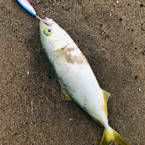 ワカシの釣果