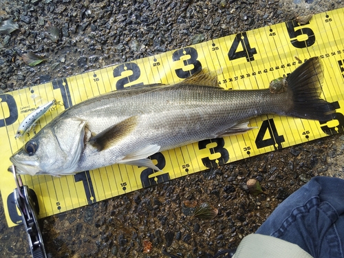 シーバスの釣果