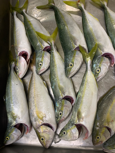 イナダの釣果