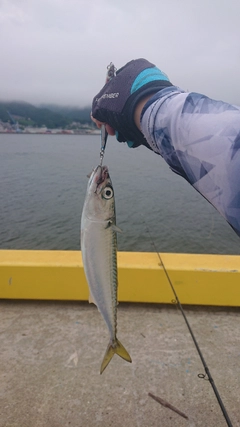 サバの釣果