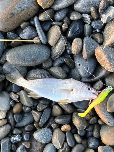 ニベの釣果