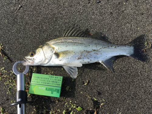 セイゴ（マルスズキ）の釣果