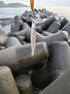 カマスの釣果