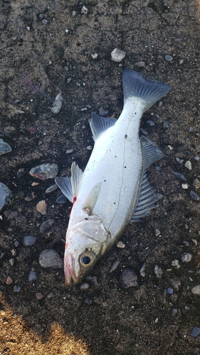 セイゴ（ヒラスズキ）の釣果