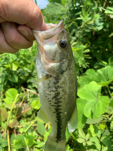 ラージマウスバスの釣果