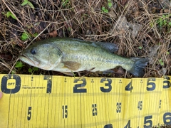 ブラックバスの釣果